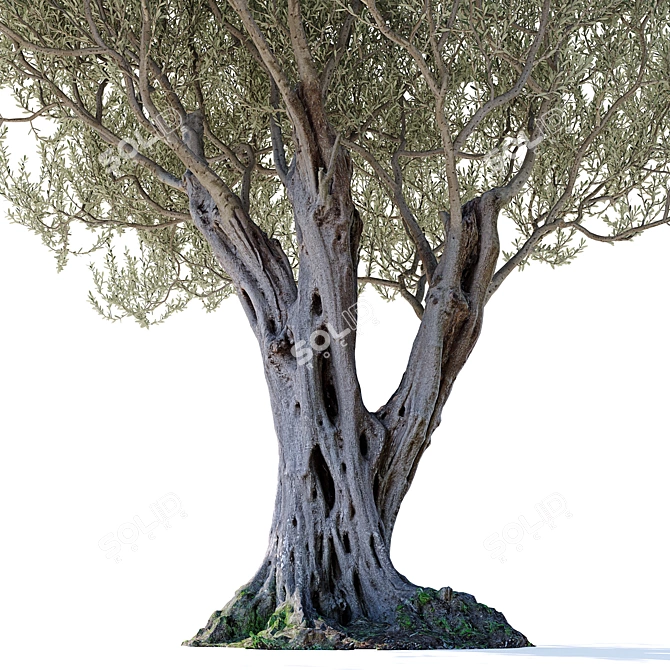 Olive Tree 7 - Stunning 12m Tall Decor 3D model image 4