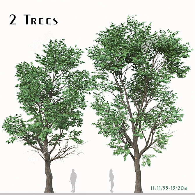 Lush Box Elder Trees Duo 3D model image 1