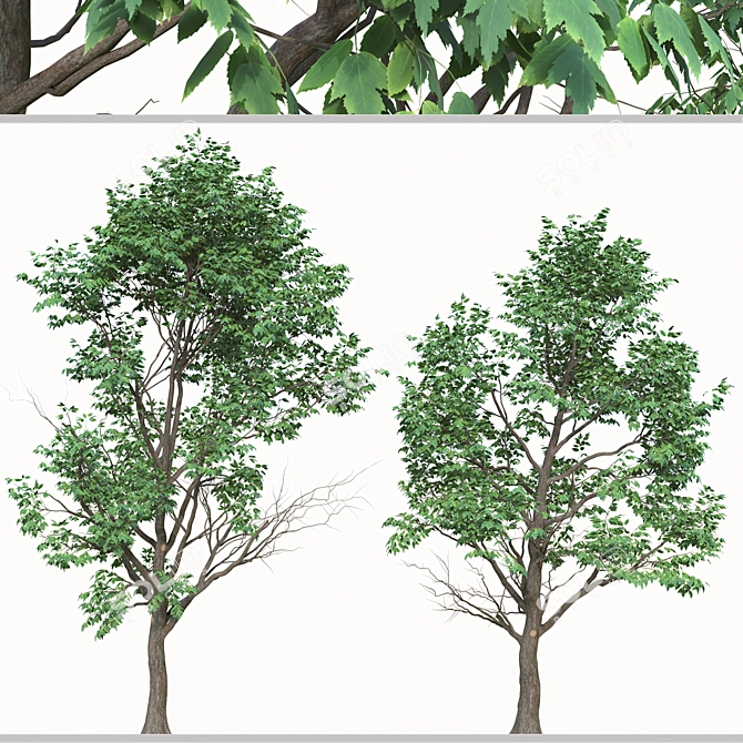 Lush Box Elder Trees Duo 3D model image 2