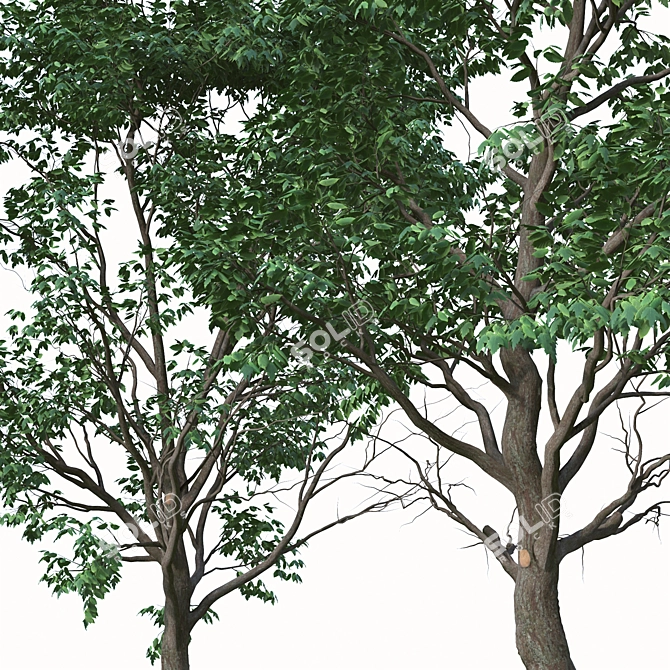 Lush Box Elder Trees Duo 3D model image 4