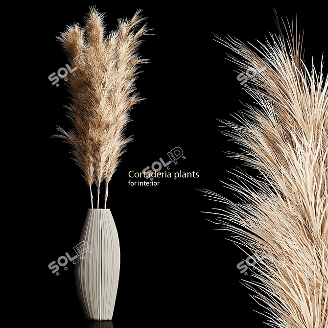 Elegant Cortaderia Plants: Beautiful and Hardy 3D model image 1