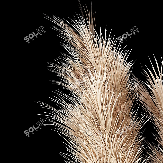 Elegant Cortaderia Plants: Beautiful and Hardy 3D model image 2