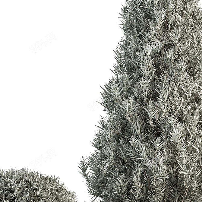 All-Season Outdoor White Pine 3D model image 3