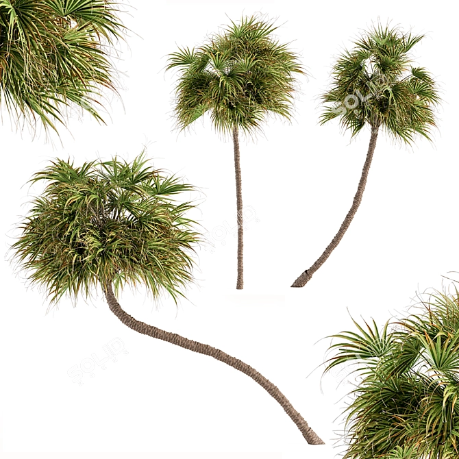 Exquisite 3-Tree Date Palm Set 3D model image 1