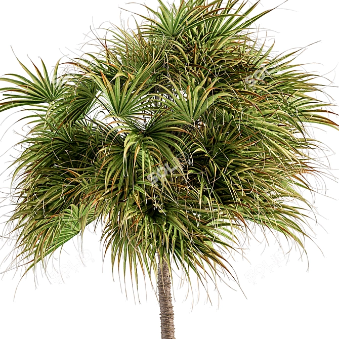 Exquisite 3-Tree Date Palm Set 3D model image 4