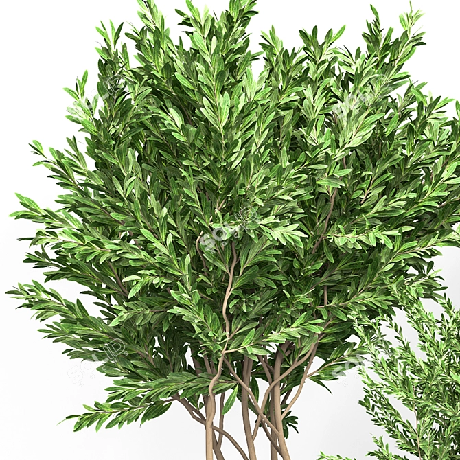 Modern Indoor Plant Vol 34 3D model image 4