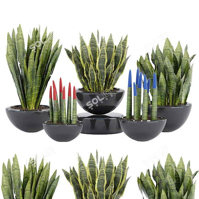 70 Sansevieria Plants Collection: High-Quality 3D Models! 3D model image 1