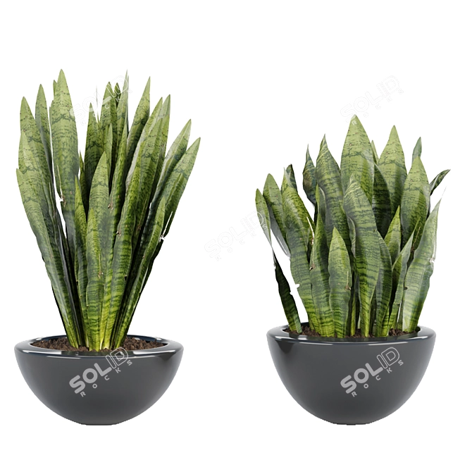 70 Sansevieria Plants Collection: High-Quality 3D Models! 3D model image 2