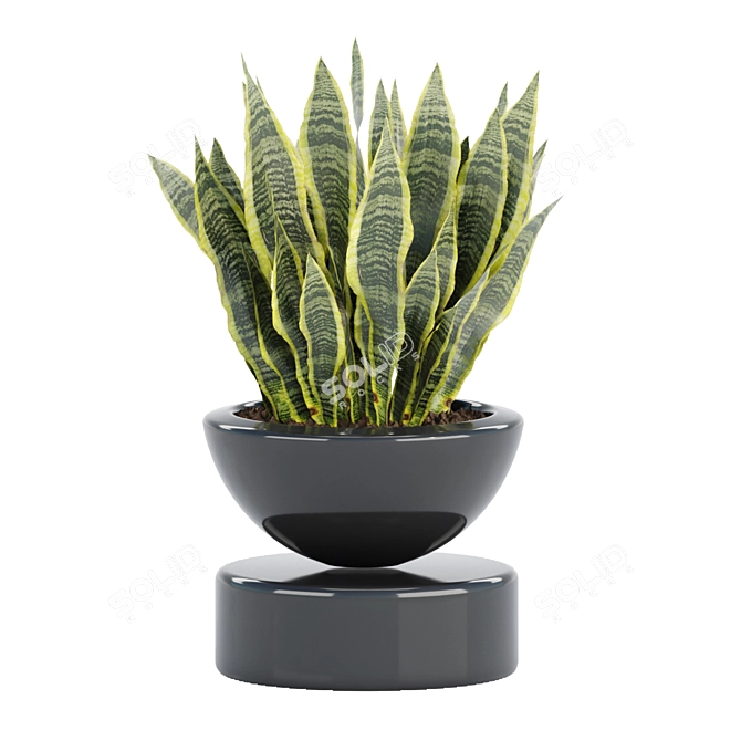 70 Sansevieria Plants Collection: High-Quality 3D Models! 3D model image 4