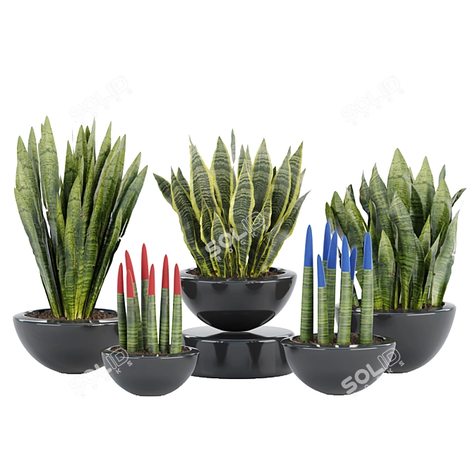 70 Sansevieria Plants Collection: High-Quality 3D Models! 3D model image 5