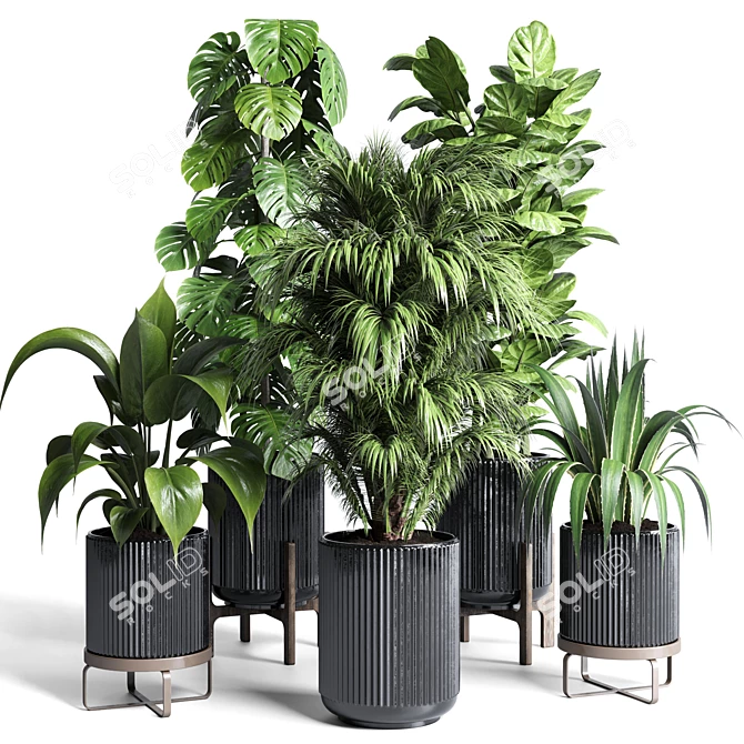 183 Plant Collection: Ficus Lyrata, Monstera, Palm - Perfect Indoor Greenery 3D model image 1