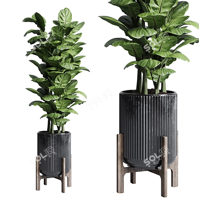 183 Plant Collection: Ficus Lyrata, Monstera, Palm - Perfect Indoor Greenery 3D model image 2