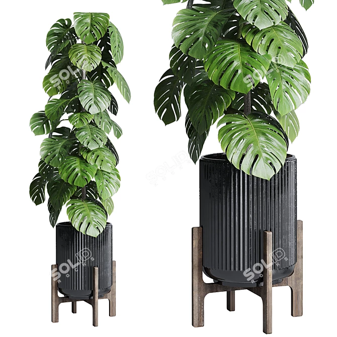 183 Plant Collection: Ficus Lyrata, Monstera, Palm - Perfect Indoor Greenery 3D model image 3