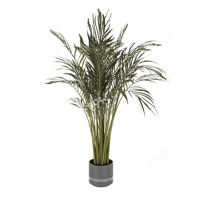 Indoor Palm Leaf - Collection Plant Vol 307 3D model image 3