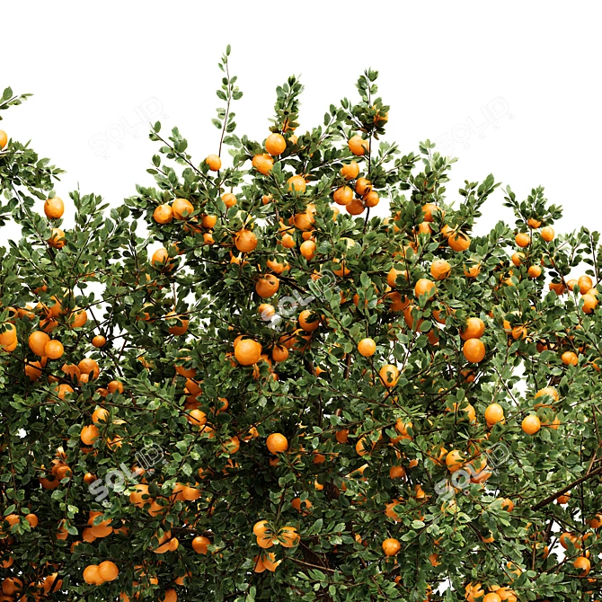 Fruit Tree Assets: Orange & Apple 3D model image 2