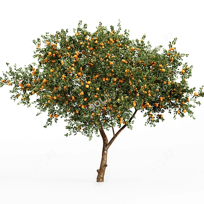 Fruit Tree Assets: Orange & Apple 3D model image 4