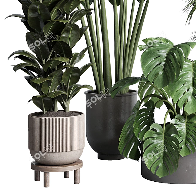 Indoor Plant Collection: Ficus, Monstera, Palm 3D model image 2