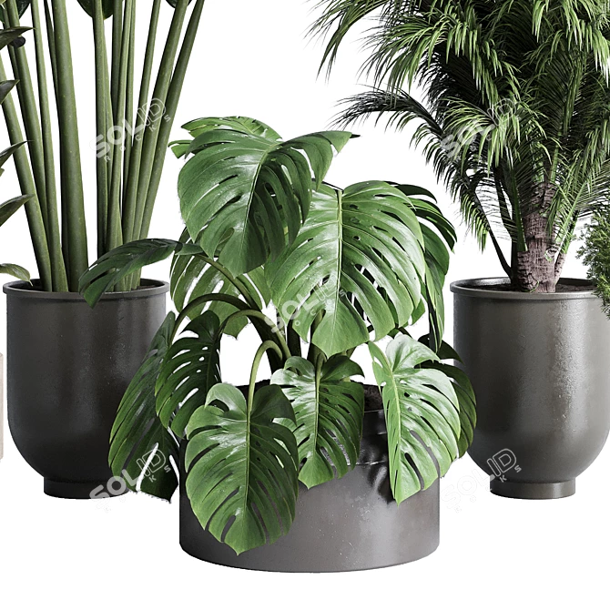 Indoor Plant Collection: Ficus, Monstera, Palm 3D model image 6