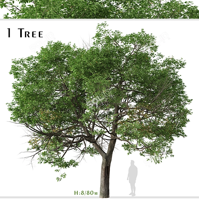 Evergreen Quercus Suber Tree 3D model image 1