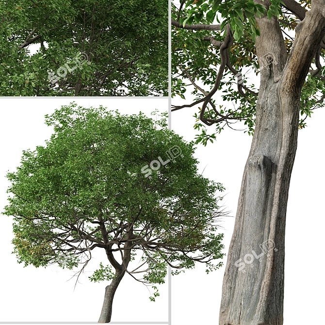 Evergreen Quercus Suber Tree 3D model image 2