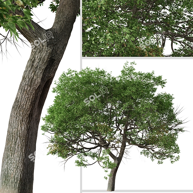 Evergreen Quercus Suber Tree 3D model image 3