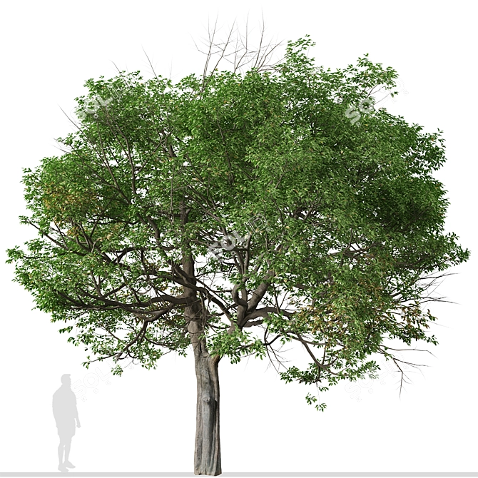 Evergreen Quercus Suber Tree 3D model image 4