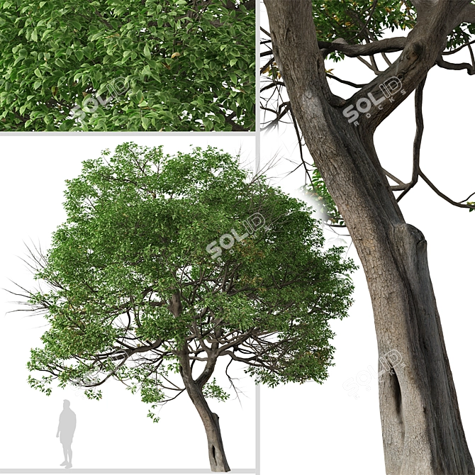 Evergreen Quercus Suber Tree 3D model image 5