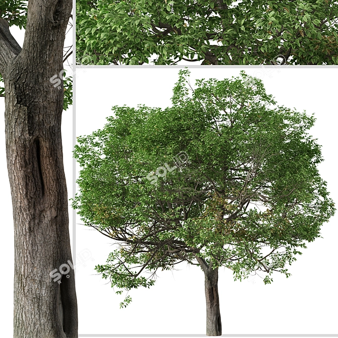 Evergreen Quercus Suber Tree 3D model image 6