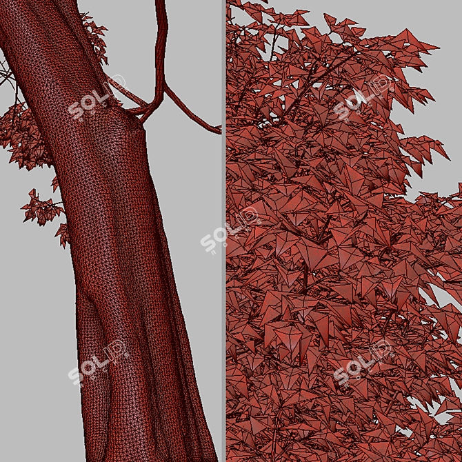 Evergreen Quercus Suber Tree 3D model image 7