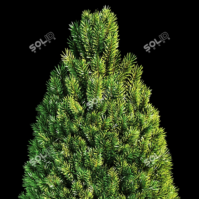 Evergreen Fir Tree - 3D Model 3D model image 5