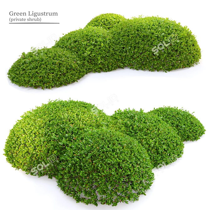  Emerald Green Ligustrum Bush 3D model image 1