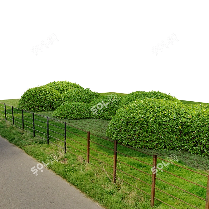  Emerald Green Ligustrum Bush 3D model image 2