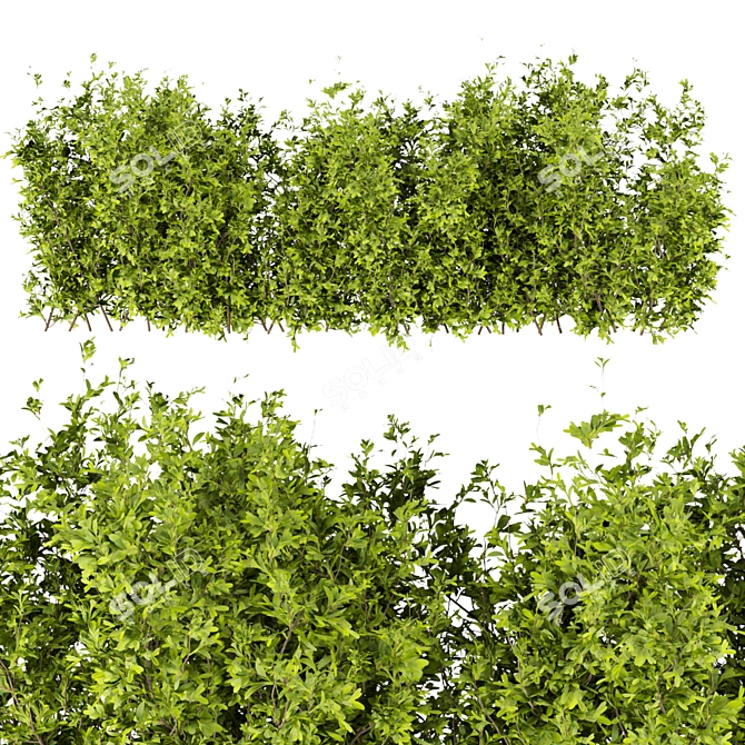 Leafy Collection: Volume 309 Bush 3D model image 2