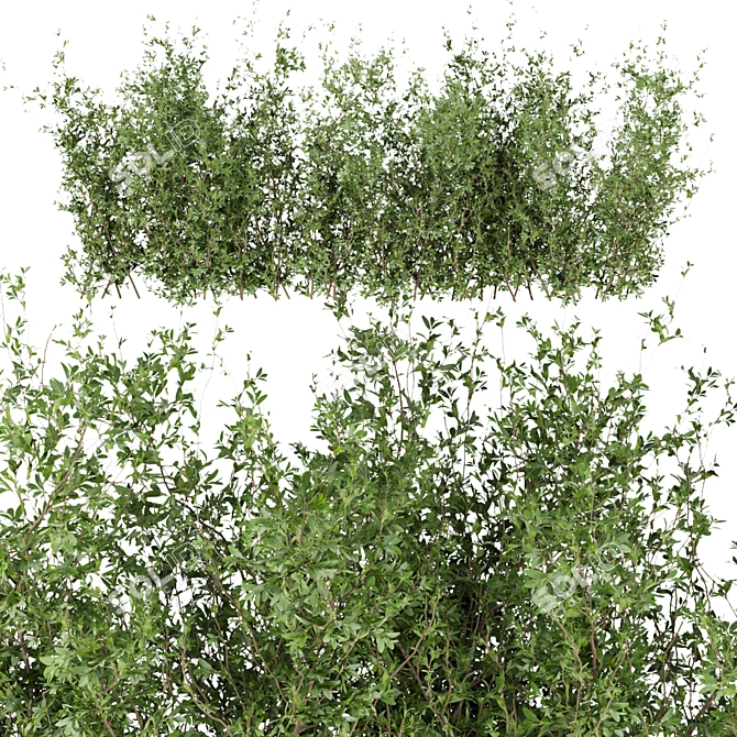 Leafy Collection: Volume 309 Bush 3D model image 3