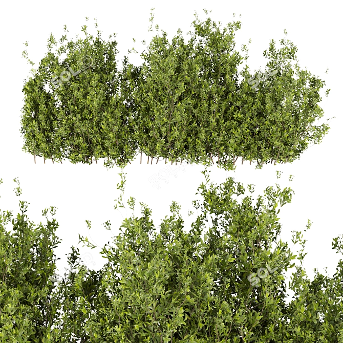 Leafy Collection: Volume 309 Bush 3D model image 4