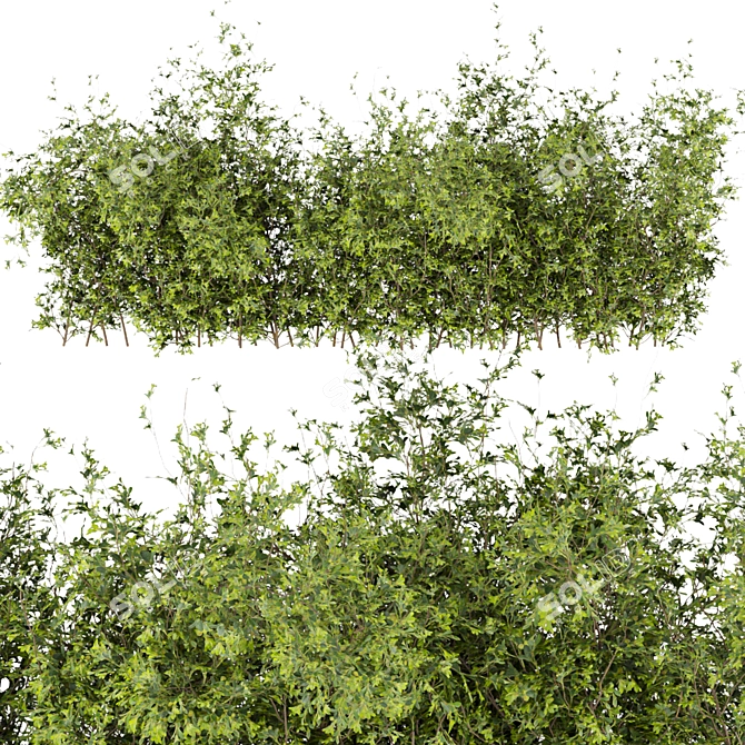 Leafy Collection: Volume 309 Bush 3D model image 5