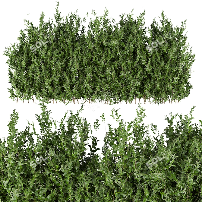 Leafy Collection: Volume 309 Bush 3D model image 6