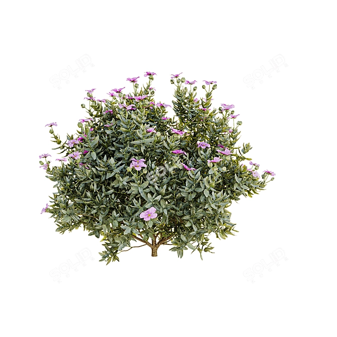 Cistus Albidus 3D Plant Model 3D model image 1