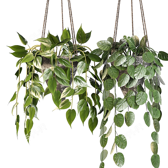 Modern Pothos Indoor Plant Set 3D model image 2