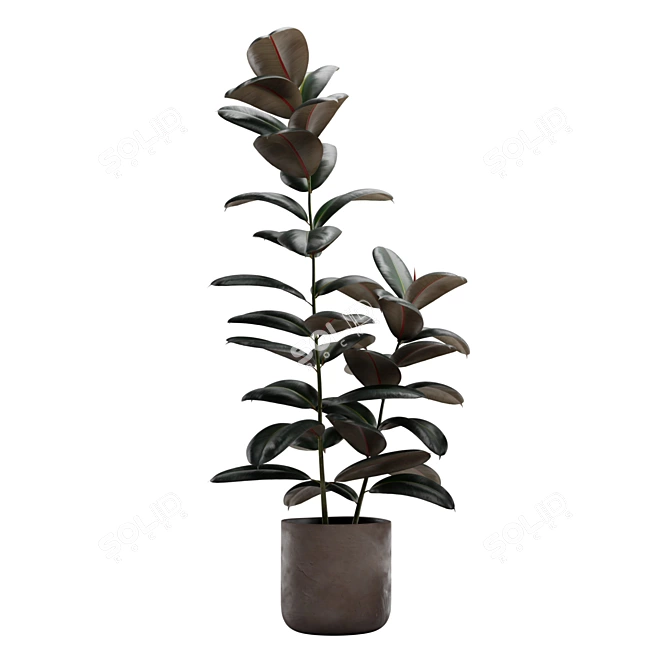 Burgundy Rubber Tree: Tropical Flair 3D model image 4
