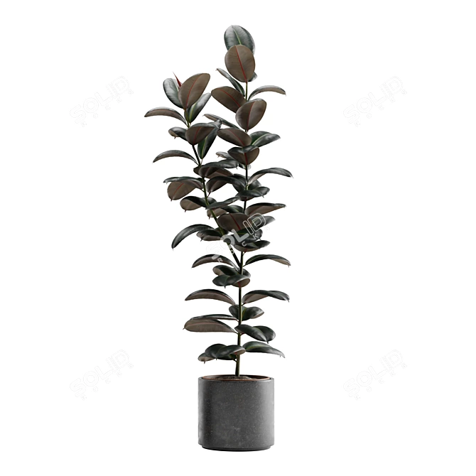 Burgundy Rubber Tree: Tropical Flair 3D model image 6