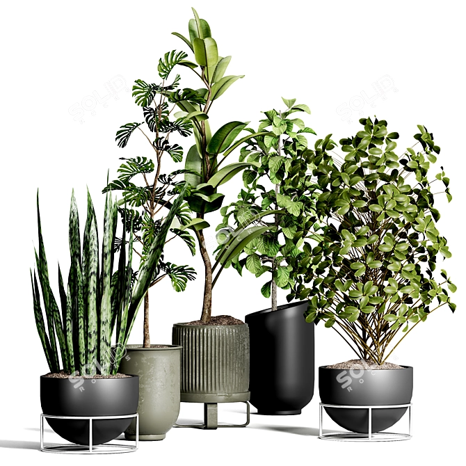 Indoor Plant Collection 43 3D model image 1