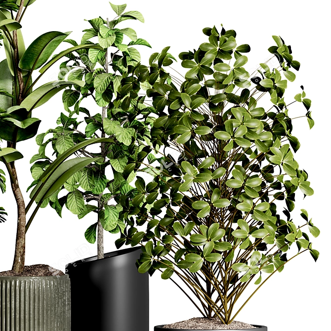 Indoor Plant Collection 43 3D model image 2