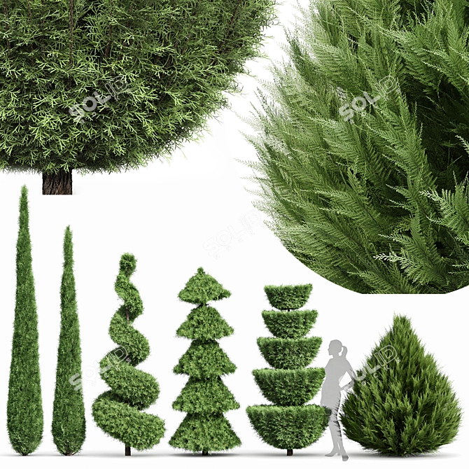 Beloved Italian Cypress: 6 Stunning Trees 3D model image 1