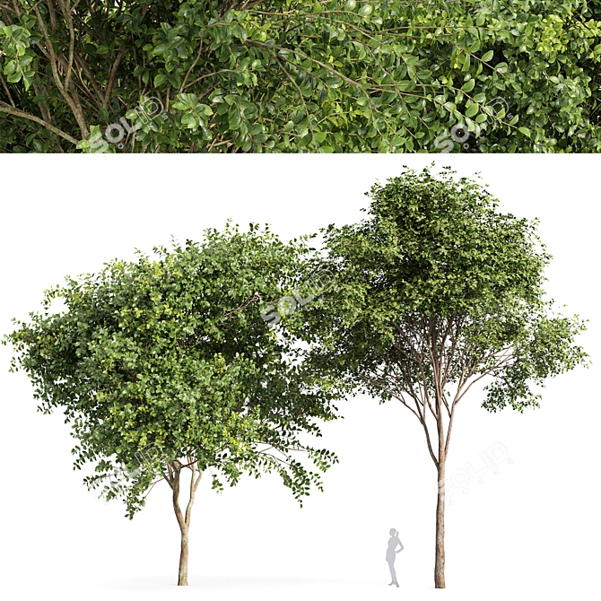 Big Joy Perfume: Orange Michelia Champaca & Gray Alder Alnus Incana 3D model image 1