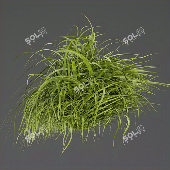 Grass Collection - High-Quality Outdoor Leaf Models 3D model image 4