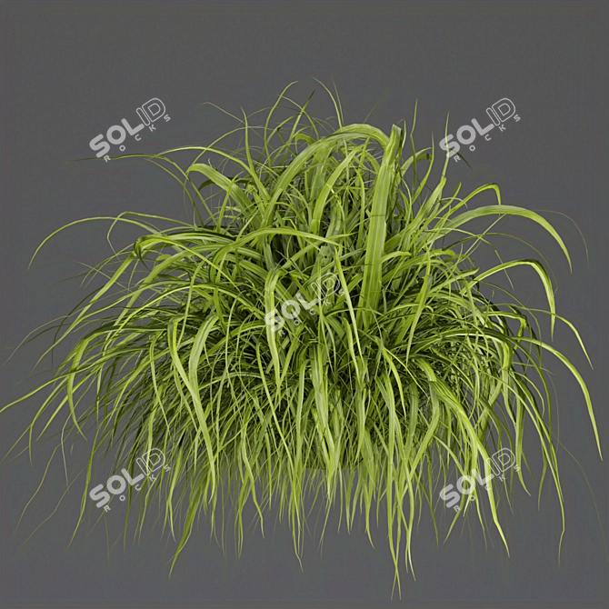 Grass Collection - High-Quality Outdoor Leaf Models 3D model image 5