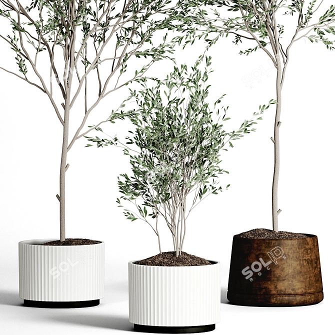 Indoor Plant Collection 3D model image 2