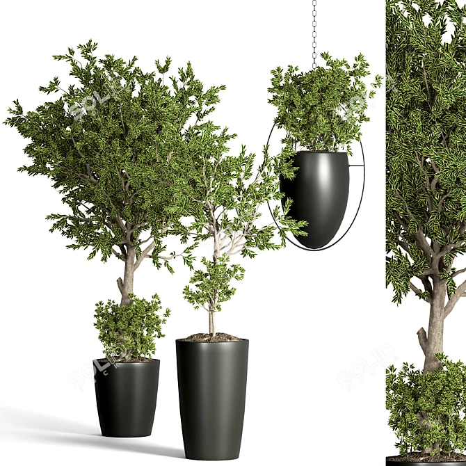 Indoor Plant Collection: 48 Varieties 3D model image 1