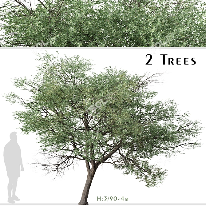 Silver Cluster-Leaf: Set of 2 Terminalia sericea Trees 3D model image 1